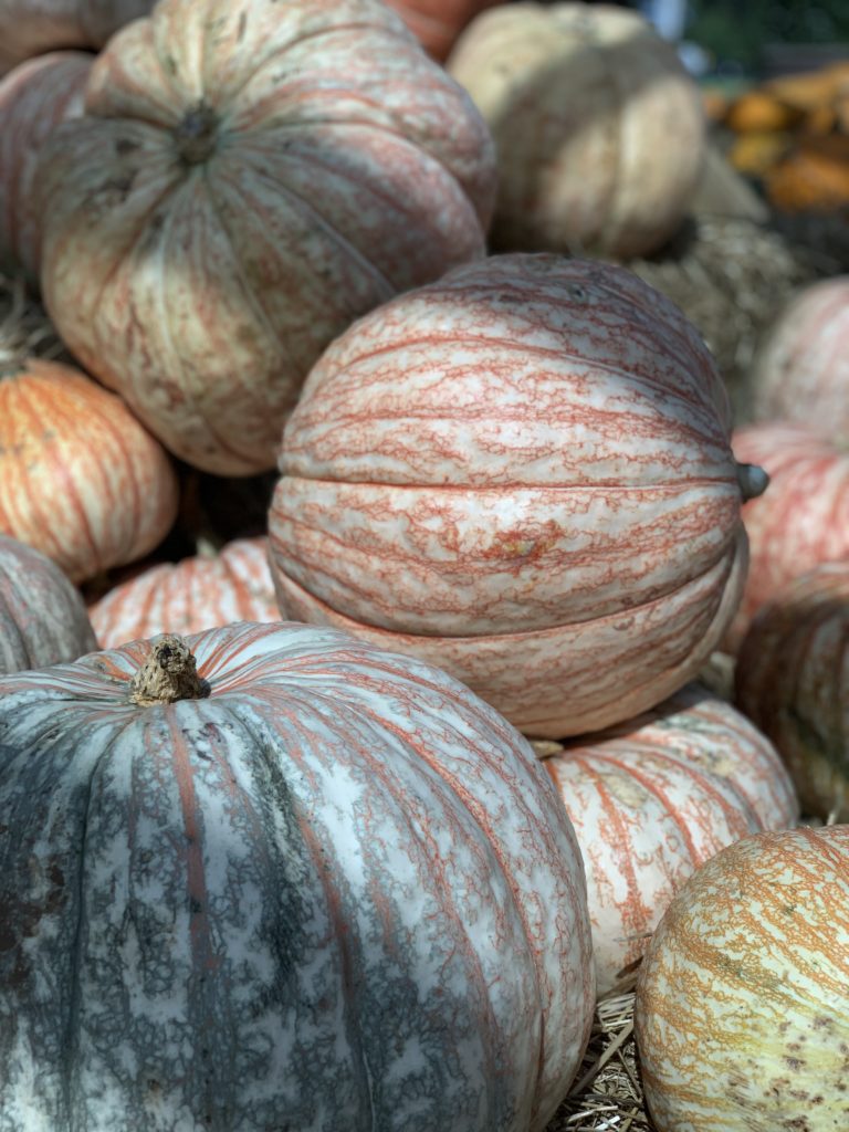 Fall, Autumn, Pumpkins